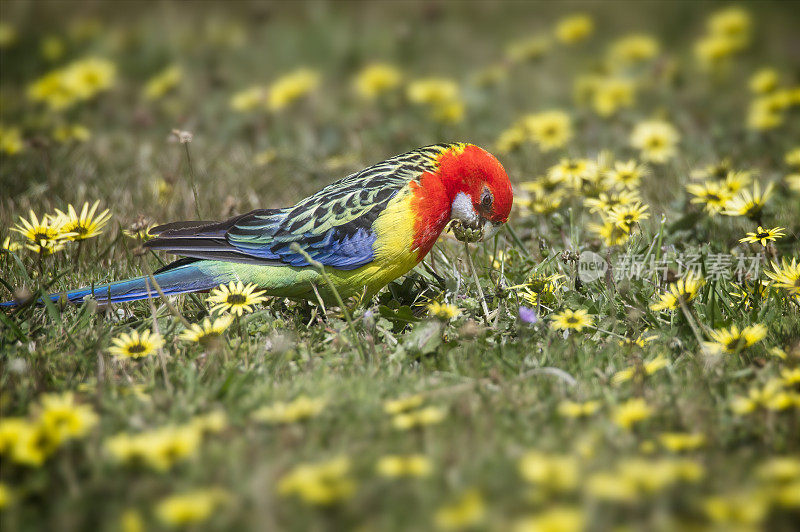 东蔷薇(Platycercus eximius)